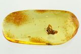 Detailed Fossil Oak Flower (Quercus) In Baltic Amber #346382-1